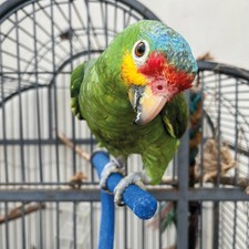 Sanded Nail Trimming Forked