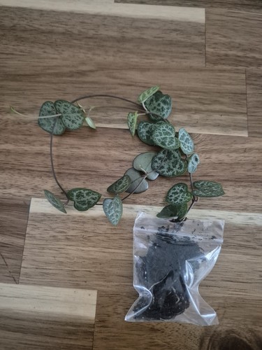 String hearts well rooted - |,