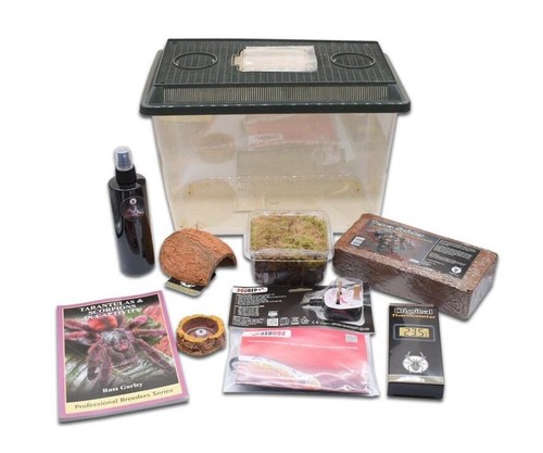 The spider shop tarantula - spider,