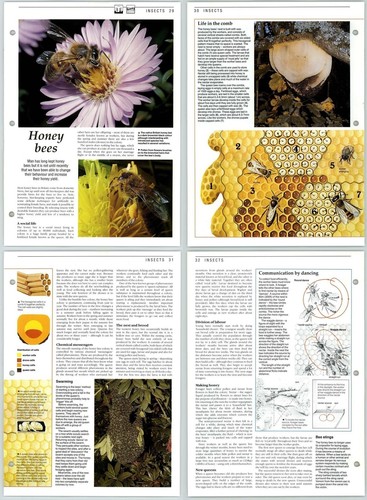 Honey bees insects - honey, the