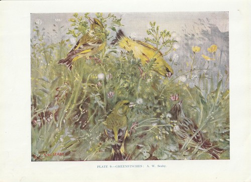 Greenfinch - (chloris, chloris)