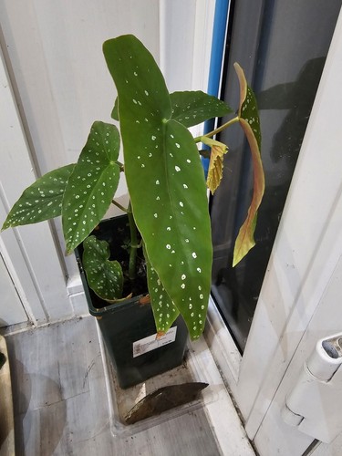 Begonia maculata spotted - begonia,