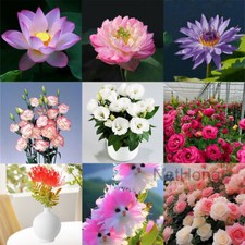 10-300pcs Lotus/Rose Seeds Mix