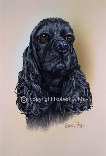 American cocker spaniel print - spaniel,