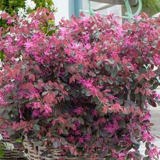 Loropetalum Fire Dance - Chinese Fringe Flower | Evergreen Potted Garden Shrub