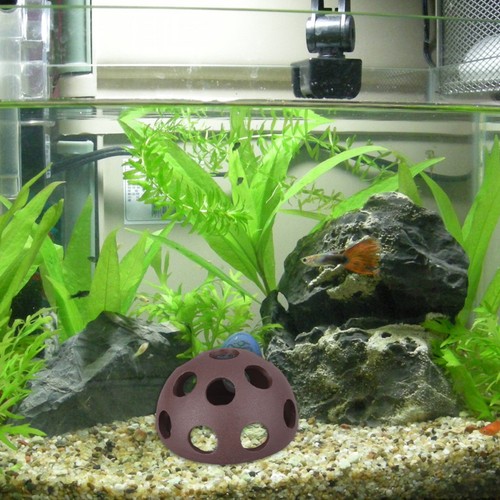 Pcs crystal shrimp breeding - pcs,