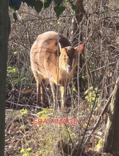 PHOTO  MUNTJAC DEER ALONG