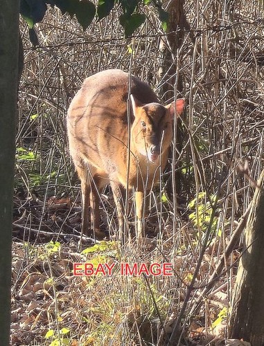 Photo muntjac deer along - muntjac,