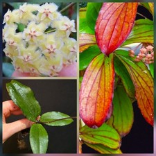 Hoya Erythrina. Wax Plant