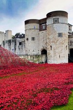 Tower of London Poppy Poppies Blood Swept Lands And Seas Of Red England Picture
