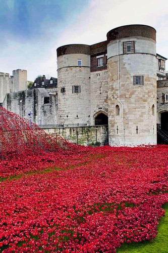 Tower london poppy poppies - poppy,