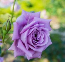 Blue Moon Hybrid Tea 2L Pot
