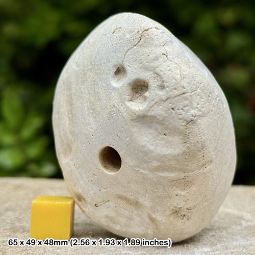 Echinocorys scutata fossil - echinocorys,