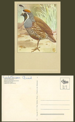 Californian quail bird - quail,