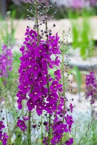 Verbascum violetta hardy - violetta,
