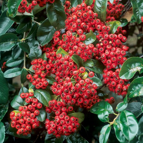 Pyracantha mohave evergreen - pyracantha,