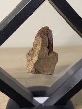Triceratops Dinosaur Fossil In
