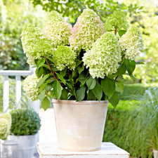 Hydrangea Paniculata Little