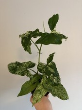 Syngonium Mottled Mojito - 12