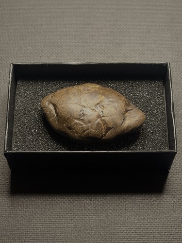 Fossil crab display box 54 - /,