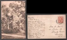 Midhurst View in the Severalls Frith Postcard. Posted 1920