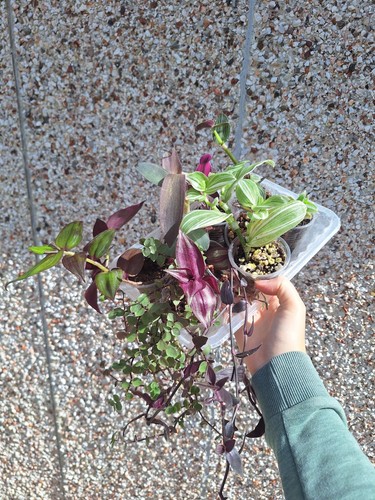 Ultimate tradescantia bundle - ultimate,