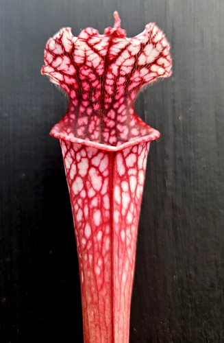 Sarracenia l57 leuco - sarracenia, m.k.