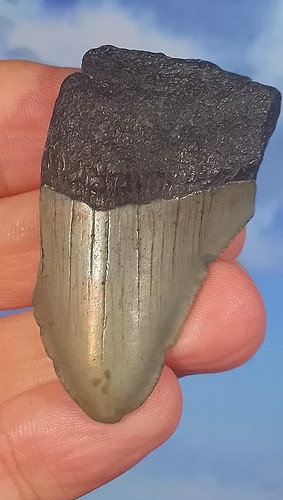 Megalodon shark fossil tooth - megalodon,