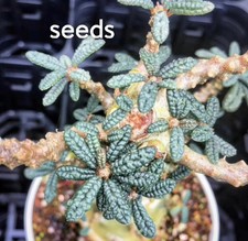 Rare Dorstenia gigas bullata