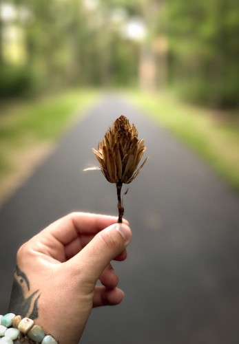 Tulip tree seed pod fine - tree,