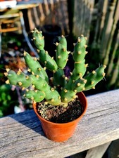 Opuntia Fragilis | The Brittle Prickly Pear Cactus