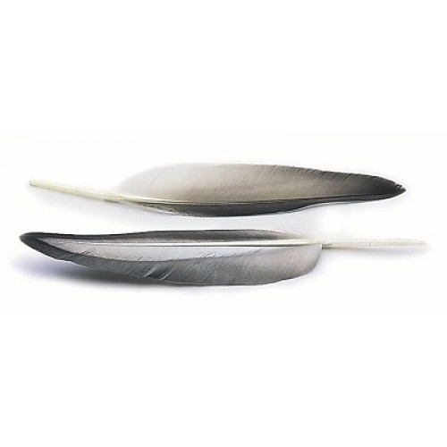 Mallard duck grey wing quills - wing,