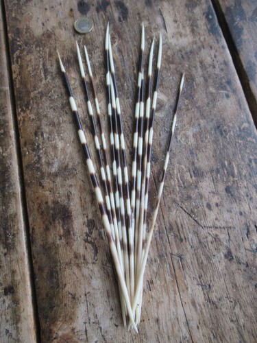Genuine real african - african, porcupine