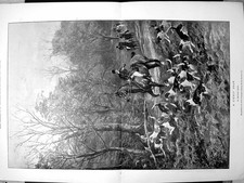 Antique Print A Likely Draw