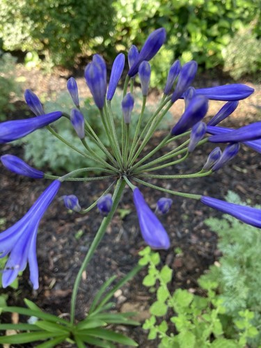 Agapanthus plants - 2,