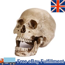 Lifesize realistic human skull - lifesize,