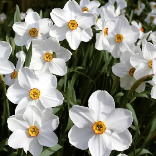 Pheasant eye daffodil bulbs - pheasant's,