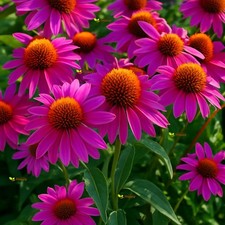 Echinacea Purpurea Flower