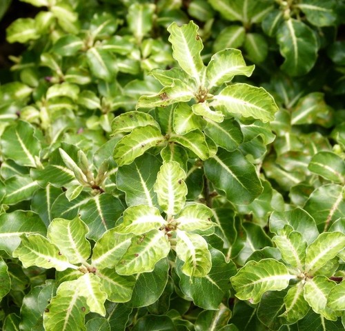 Pittosporum tenuifolium gold - tenuifolium, 'gold