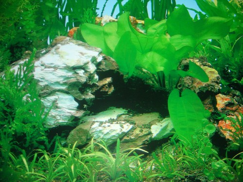 Vinyl aquarium fish - vinyl, tank