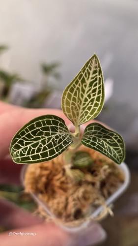 Ludochilus poly rare jewel - ludochilus,