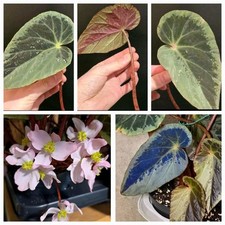 Begonia Burkillii Silver Edge
