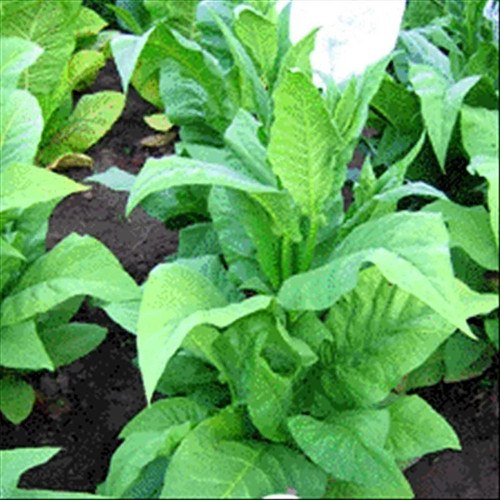 Costello tobacco seeds - tobacco, pack