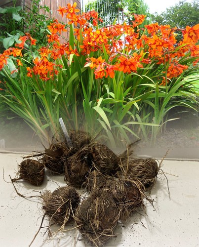 100 crocosmia emily mckenzie - emily,