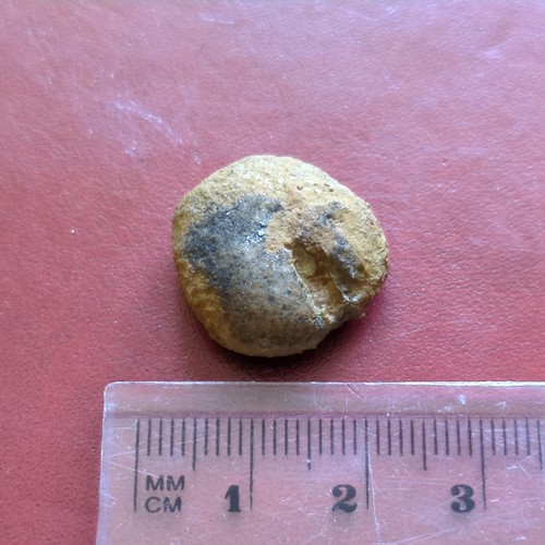 Fossil echinoid jurassic - fossil, echinoid,