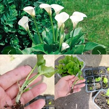 White Calla Lily Plug Plant (Zantedeschia aethiopica) Arum Lily | Barerooted