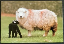 Black Lamb & Mother Ewe Sheep Large Vintage Postcard