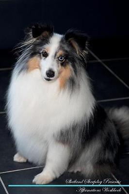 Shetland sheepdog affirmations - sheepdog,
