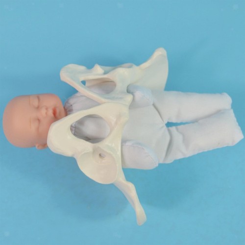 Life size female - size, pelvis