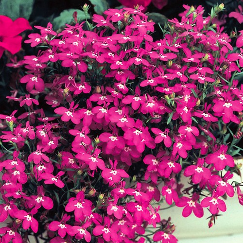 Lobelia bush red colourful - bush,